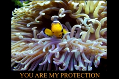 PROTECTION